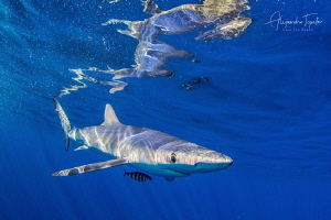 Blue shark with Reflex, Cabo San Lucas México by Alejandro Topete 
